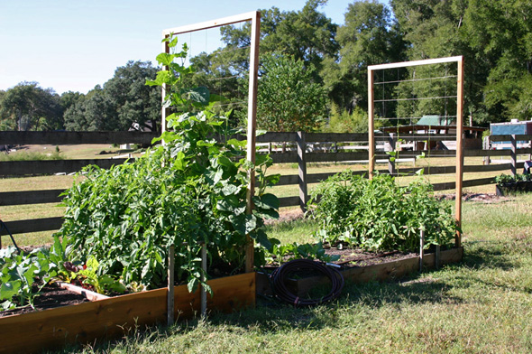 AZOMITE® Tomato Success, Florida