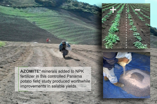 AZOMITE® Potato Trial, Panama